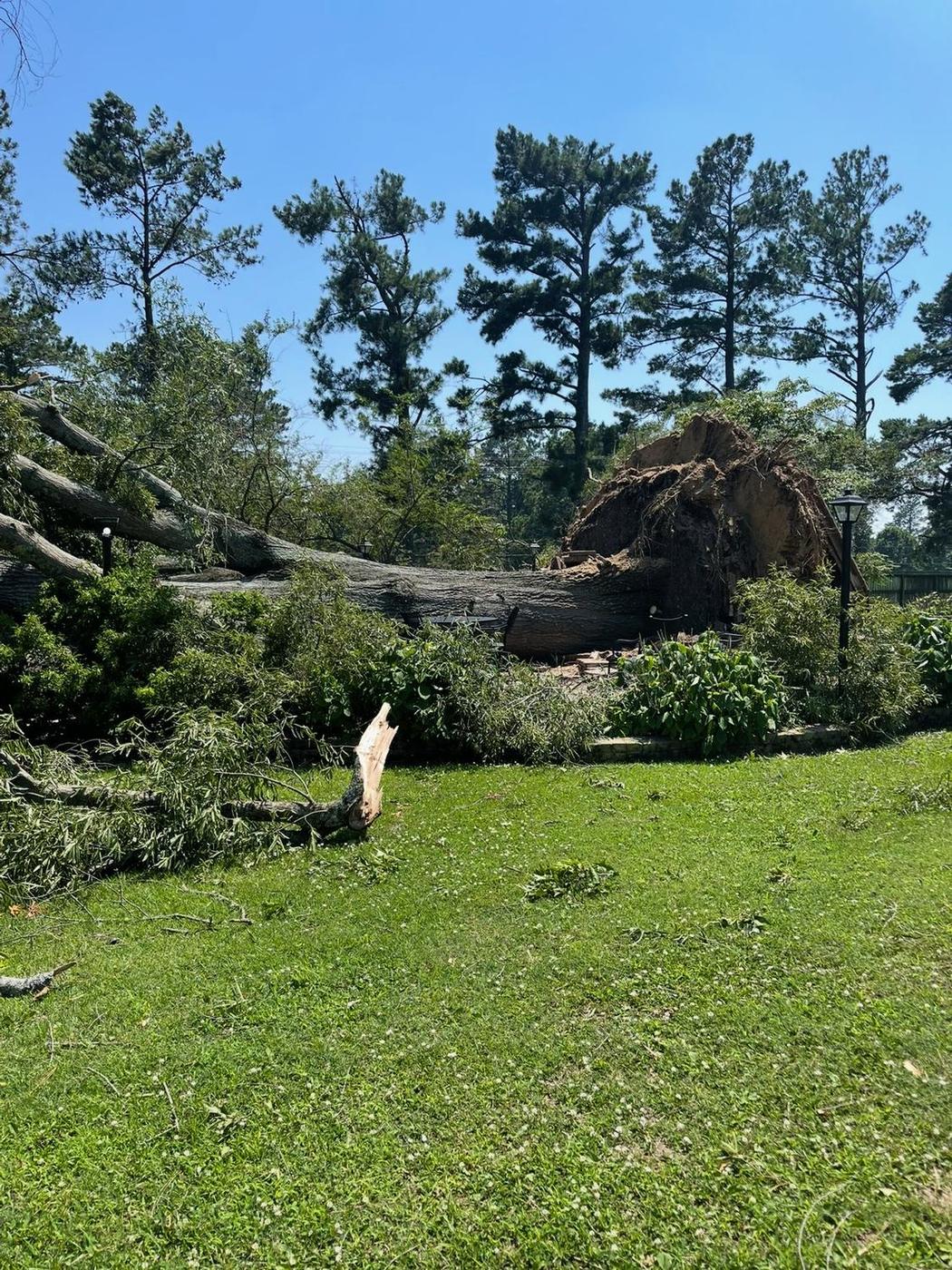 Uprooted hardwood in an open yard — Aaron&rsquo;s Tree Service, Mid-South