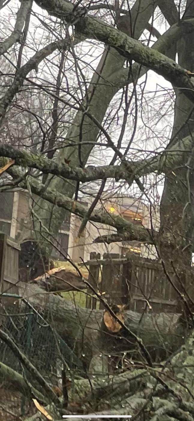 Working through a tangled canopy — Aaron&rsquo;s Tree Service, Mid-South