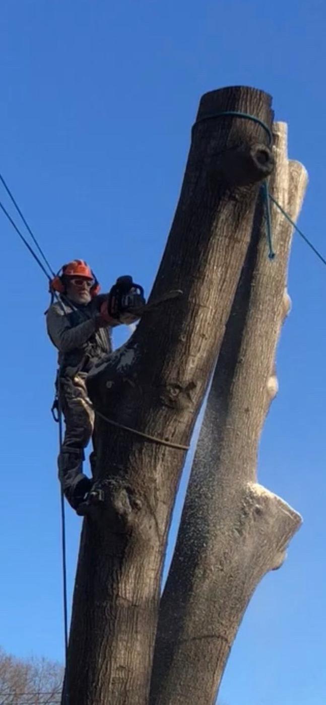 Aaron&rsquo;s Tree Service crew at work