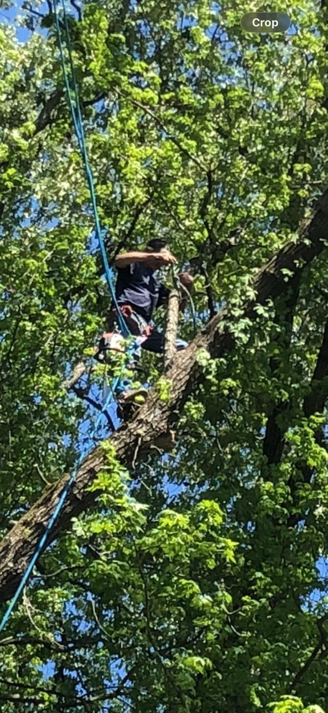 Aaron&rsquo;s Tree Service crew at work