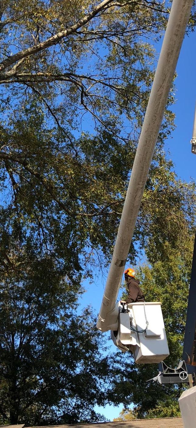 Boom reaching into the crown — Aaron&rsquo;s Tree Service, Mid-South