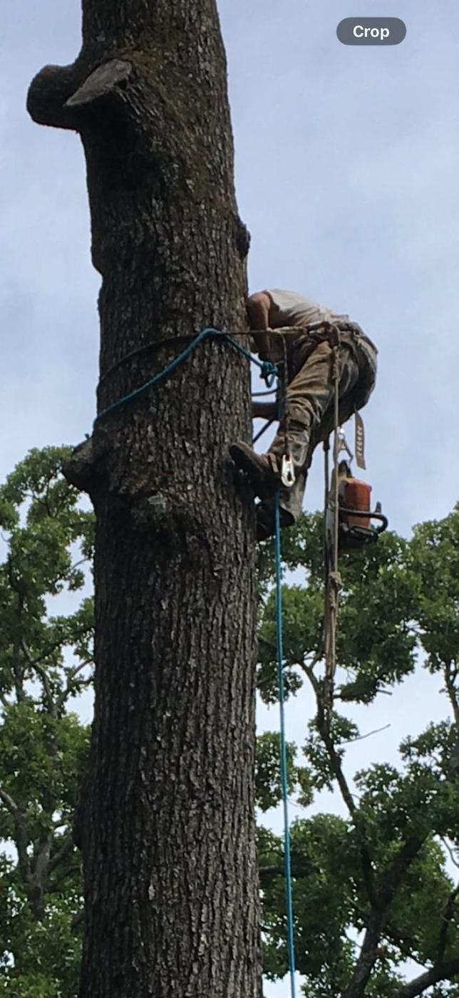 Aaron&rsquo;s Tree Service crew at work